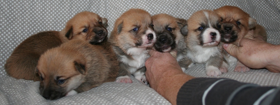 Puppies